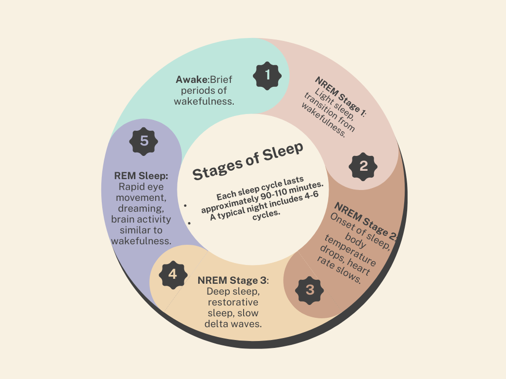 5 Sleep Stages Template : The benefits of Regular Sleep