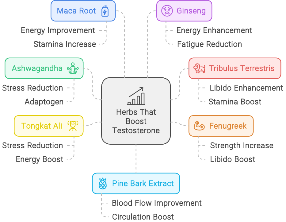 Herbs That Boost Testosterone