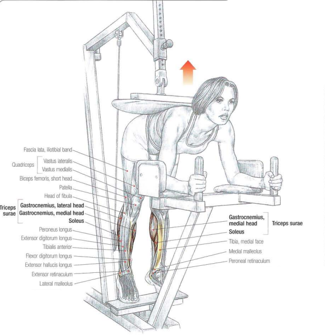 Donkey Calf Raises