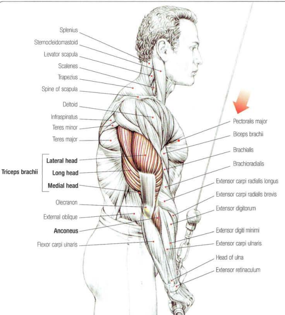 Long Head Tricep Exercises