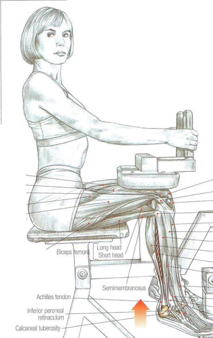 Seated Calf Raises