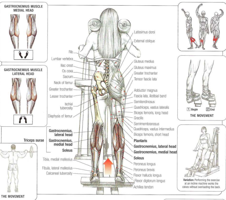 Standing Calf Raises