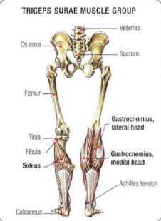 Anatomy of the Calf